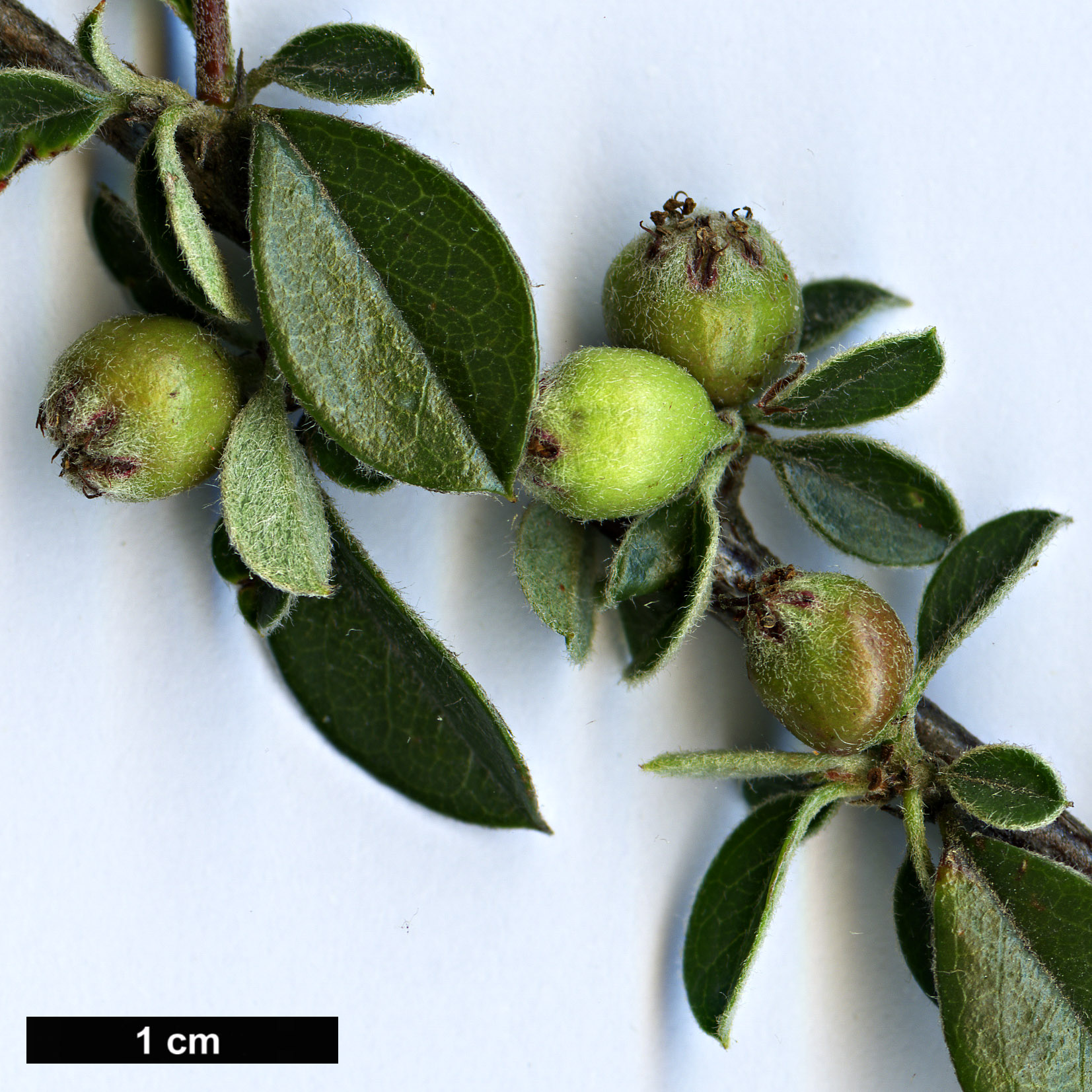 High resolution image: Family: Rosaceae - Genus: Cotoneaster - Taxon: insolitus